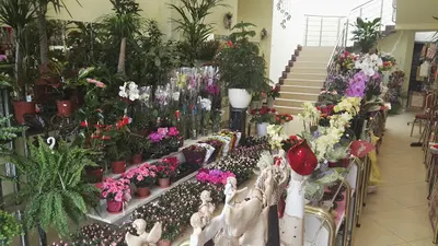 Kwiaciarnia Glorioza